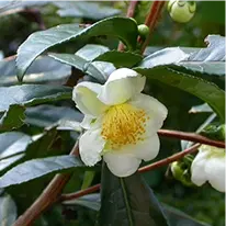 Camellia Sinensis green tea