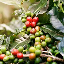 Chlorogenic Acid